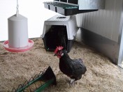 Mit Hilfe der finanziellen Unterstützung durch Spender*innen und Tierpaten*innen war es möglich, den Hühnerstall auszutauschen und das Außengehege neu zu gestalten.