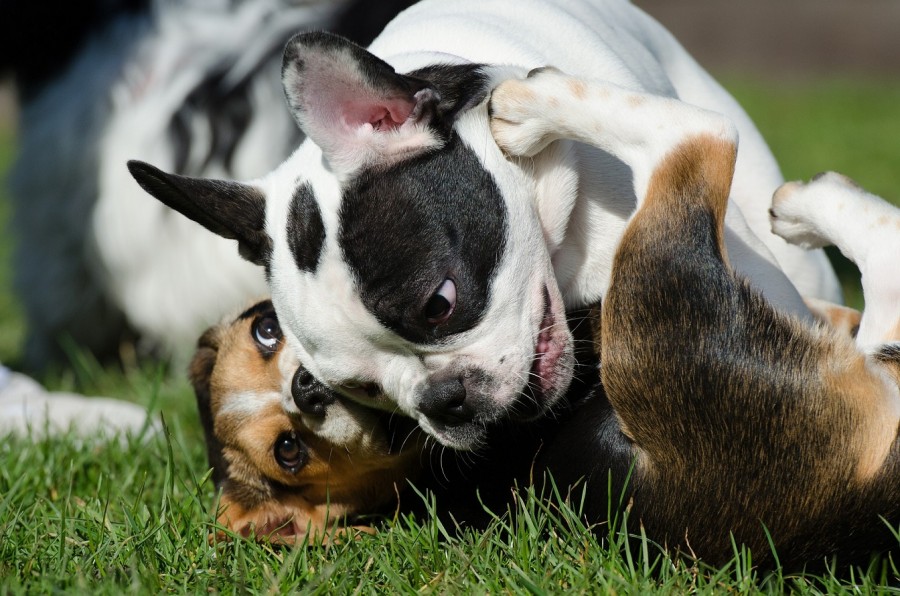 Hunde toben auf einer Wiese. Auf der Hundeauslauffläche im Auberg können Hunde frei laufen. - Pixabay
