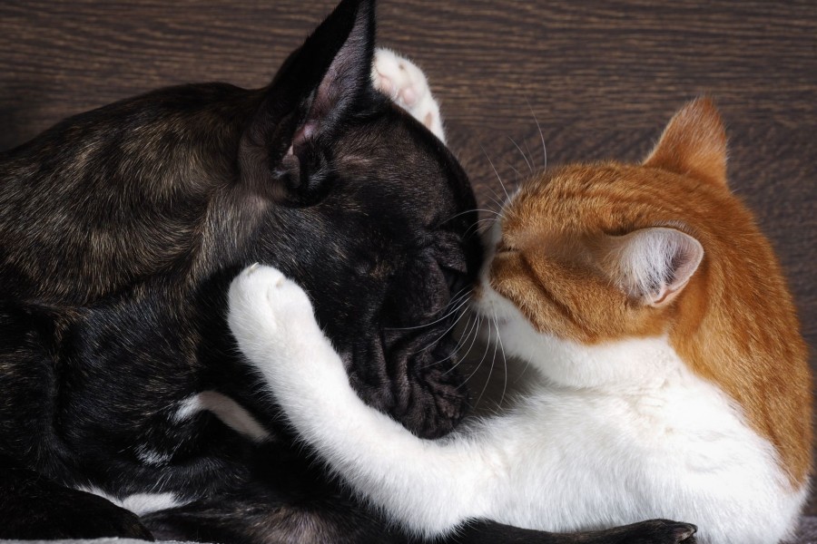 Katze und Hund kuscheln miteinander. Infos zum Erwerb von Tieren. Tierheim - Canva